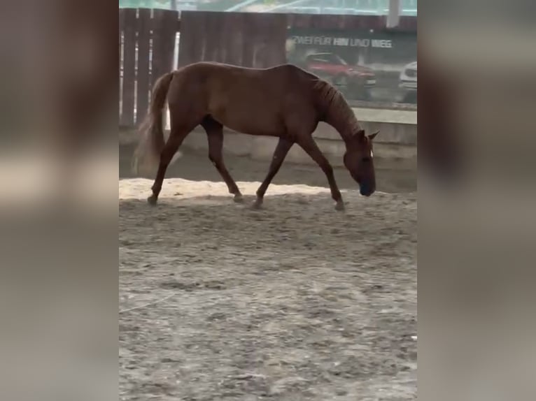 Deutsches Reitpony Stute 10 Jahre 143 cm Fuchs in Butzbach