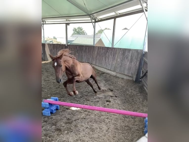 Deutsches Reitpony Stute 10 Jahre 143 cm Fuchs in Butzbach