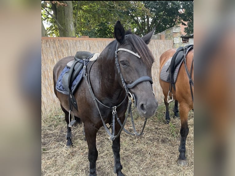 Deutsches Reitpony Mix Stute 10 Jahre 143 cm Rappe in Osternienburger Land