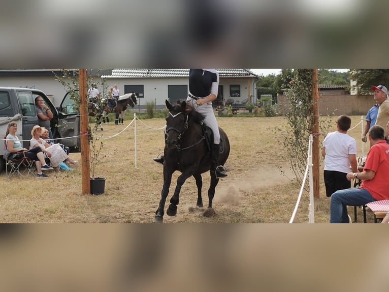 Deutsches Reitpony Mix Stute 10 Jahre 143 cm Rappe in Osternienburger Land