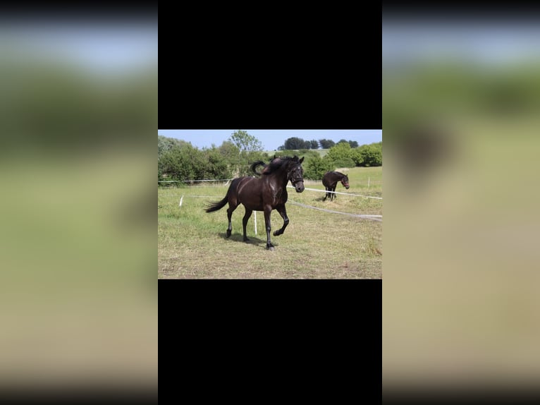 Deutsches Reitpony Mix Stute 10 Jahre 143 cm Rappe in Osternienburger Land