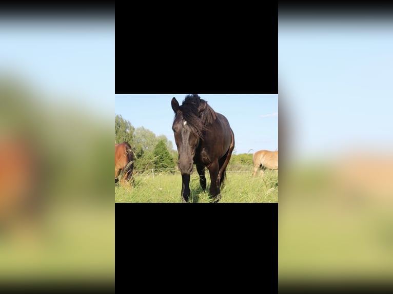 Deutsches Reitpony Mix Stute 10 Jahre 143 cm Rappe in Osternienburger Land