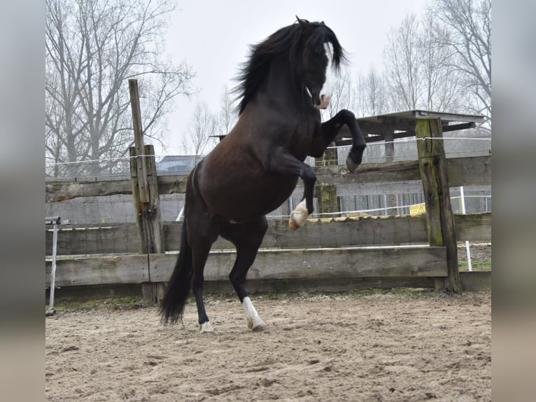 Deutsches Reitpony Mix Stute 10 Jahre 143 cm Rappe in Münster