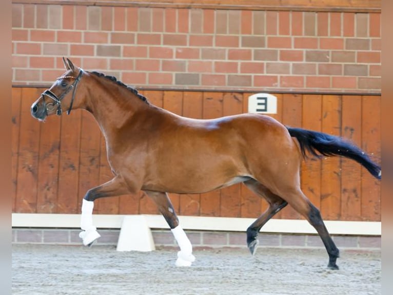 Deutsches Reitpony Stute 10 Jahre 144 cm Brauner in Cappeln