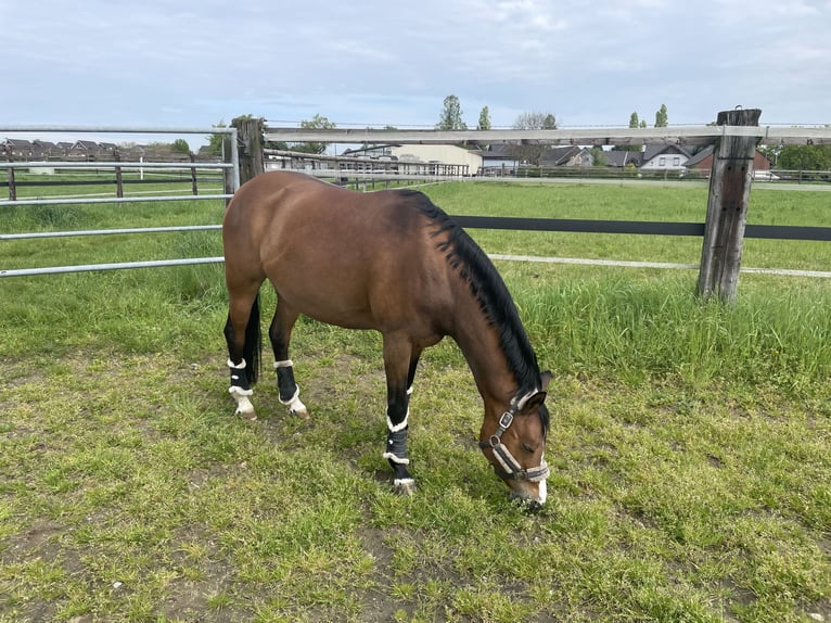 Deutsches Reitpony Stute 10 Jahre 144 cm Brauner in Neukirchen-Vluyn