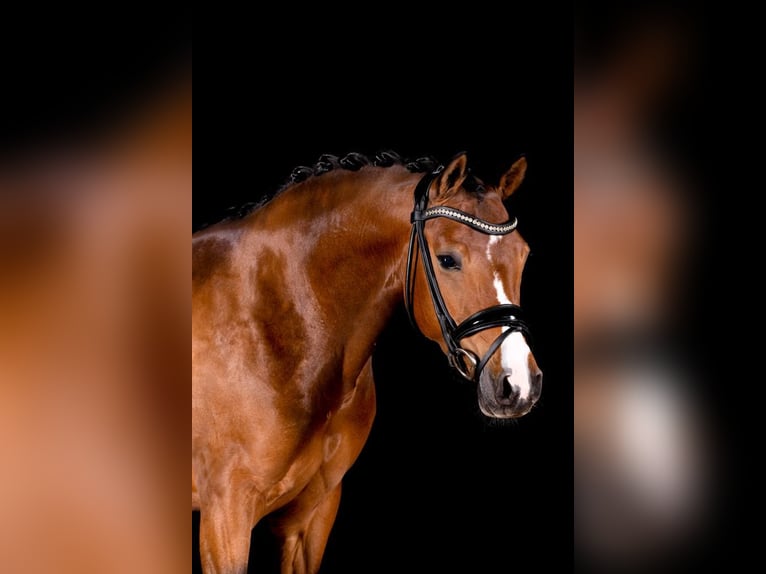 Deutsches Reitpony Stute 10 Jahre 144 cm Brauner in Neukirchen-Vluyn