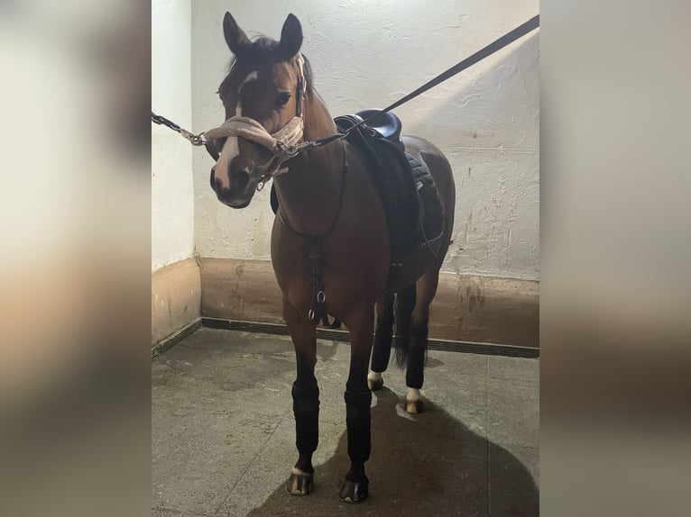 Deutsches Reitpony Stute 10 Jahre 144 cm Brauner in Neukirchen-Vluyn