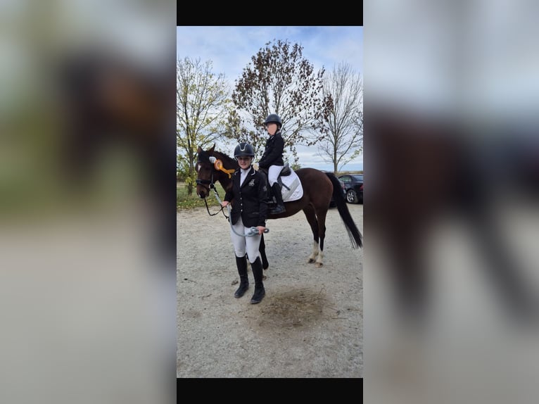 Deutsches Reitpony Stute 10 Jahre 144 cm Brauner in Weimar