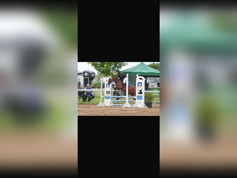 Deutsches Reitpony Stute 10 Jahre 144 cm Brauner in Weimar