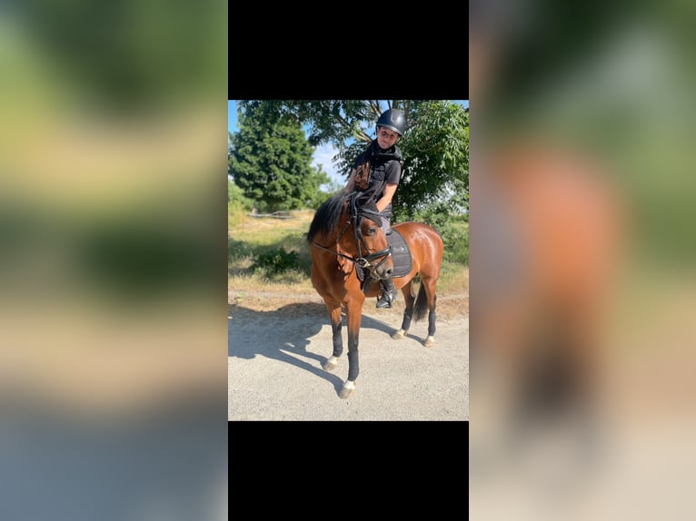 Deutsches Reitpony Stute 10 Jahre 144 cm Brauner in Weimar