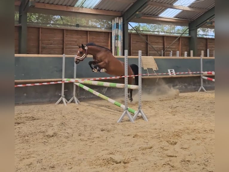 Deutsches Reitpony Stute 10 Jahre 144 cm Brauner in Weimar
