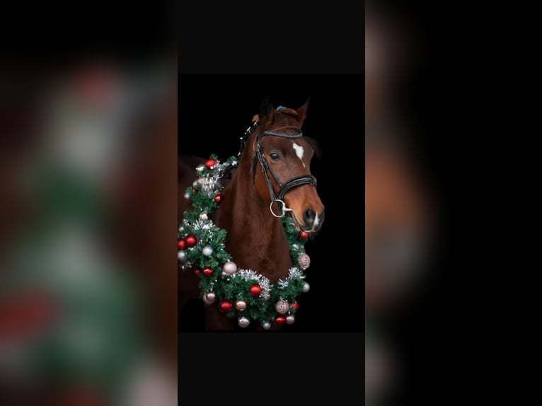 Deutsches Reitpony Stute 10 Jahre 144 cm Brauner in Weimar