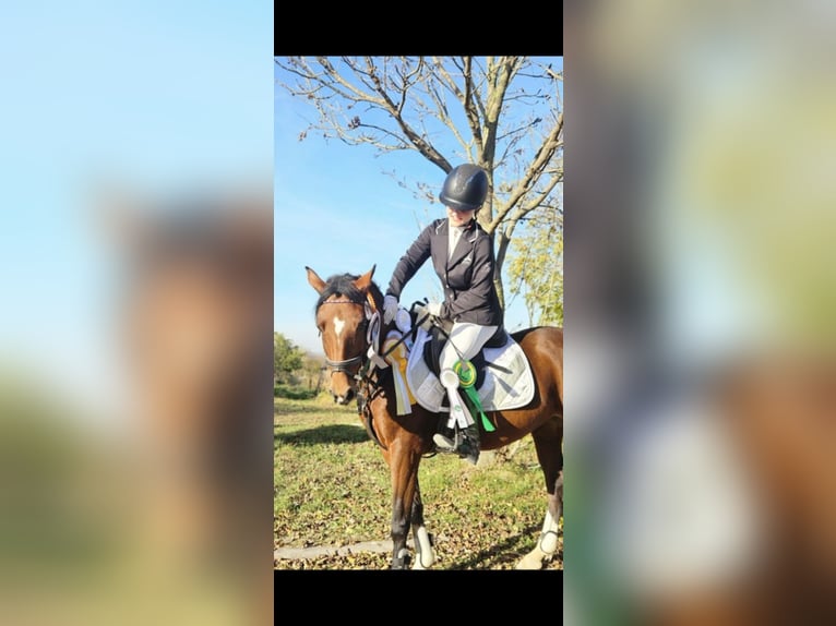 Deutsches Reitpony Stute 10 Jahre 144 cm Brauner in Weimar