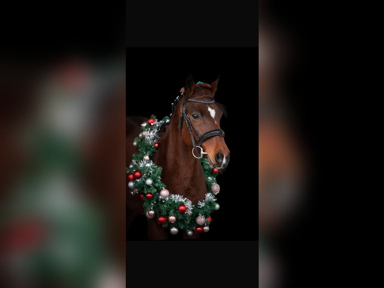 Deutsches Reitpony Stute 10 Jahre 144 cm Brauner in Weimar