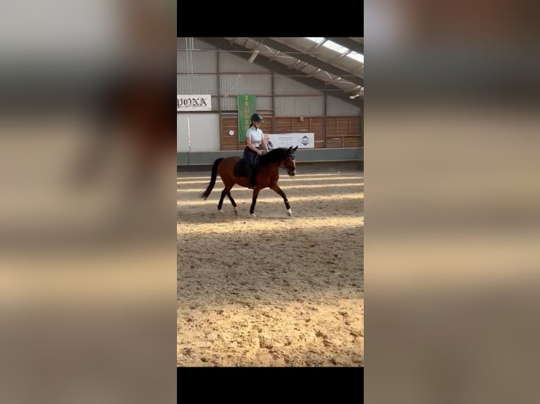 Deutsches Reitpony Stute 10 Jahre 144 cm Brauner in Weimar