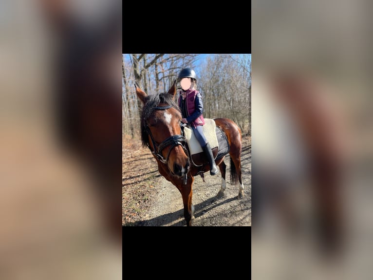 Deutsches Reitpony Stute 10 Jahre 144 cm Brauner in Weimar