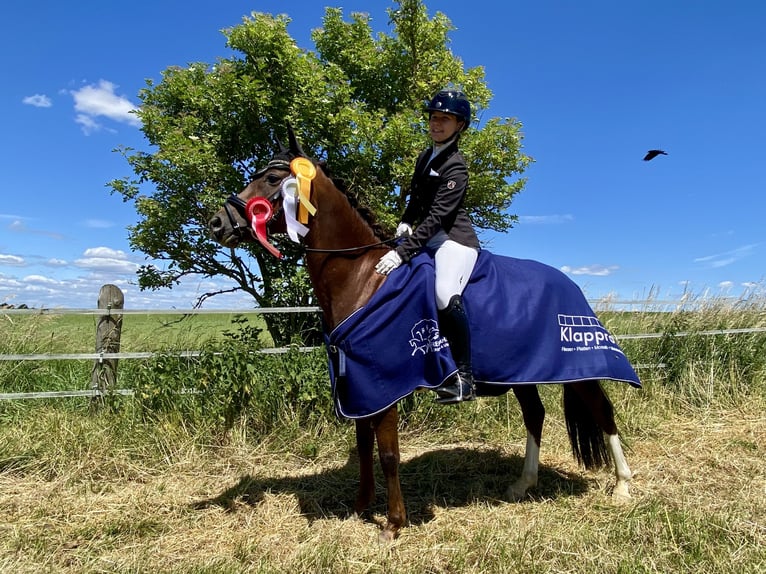 Deutsches Reitpony Stute 10 Jahre 144 cm Dunkelfuchs in Wendeburg