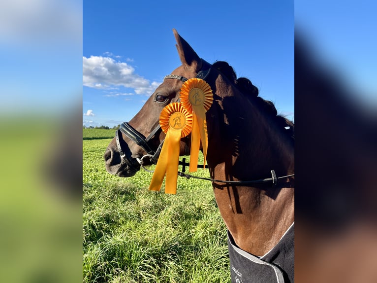 Deutsches Reitpony Stute 10 Jahre 144 cm Dunkelfuchs in Wendeburg