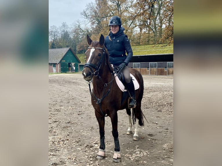 Deutsches Reitpony Stute 10 Jahre 144 cm Dunkelfuchs in Wendeburg