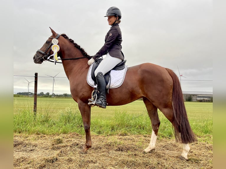 Deutsches Reitpony Stute 10 Jahre 144 cm Dunkelfuchs in Wendeburg