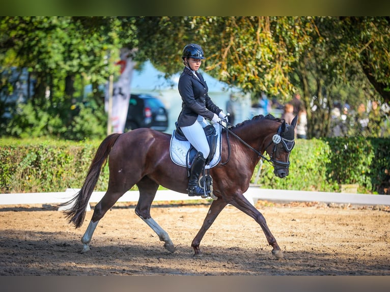 Deutsches Reitpony Stute 10 Jahre 144 cm Dunkelfuchs in Wendeburg