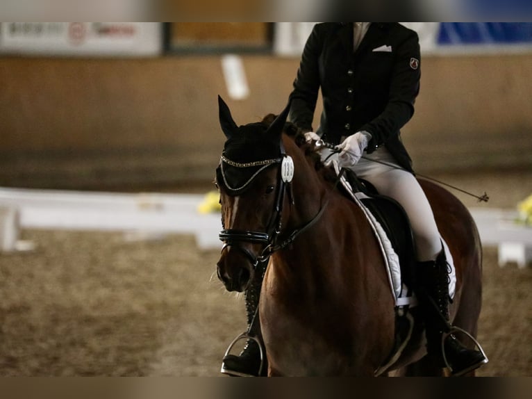 Deutsches Reitpony Stute 10 Jahre 144 cm Dunkelfuchs in Wendeburg