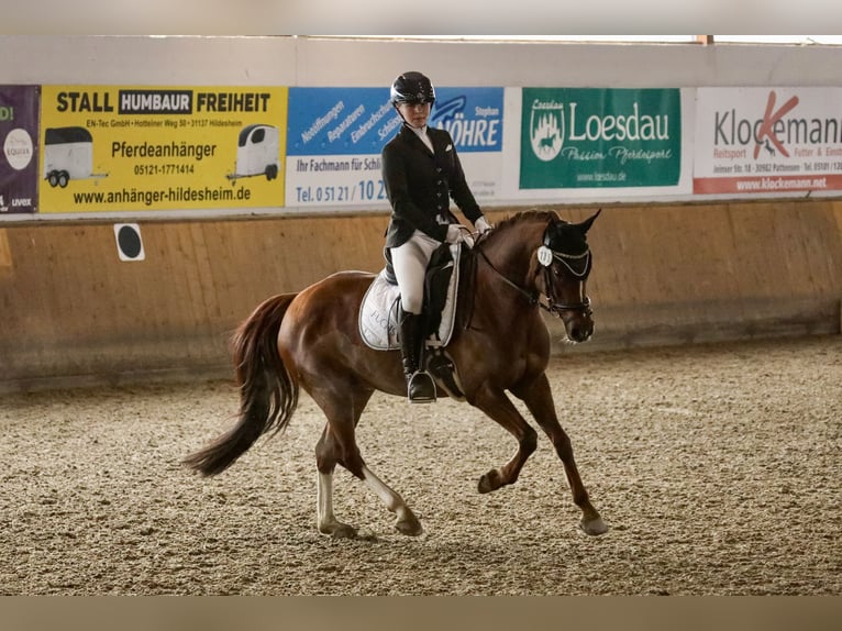 Deutsches Reitpony Stute 10 Jahre 144 cm Dunkelfuchs in Wendeburg