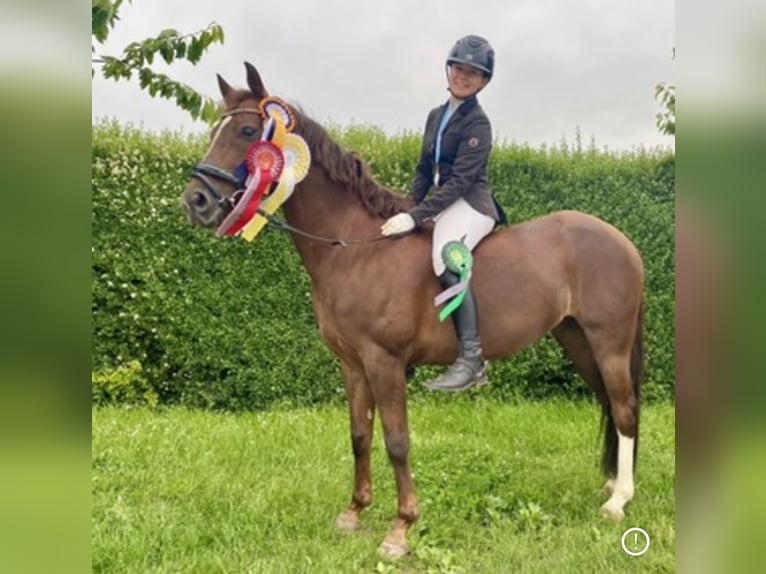 Deutsches Reitpony Stute 10 Jahre 144 cm Dunkelfuchs in Wendeburg