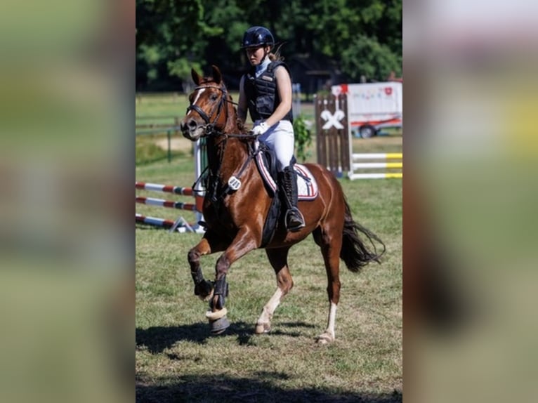 Deutsches Reitpony Stute 10 Jahre 144 cm Dunkelfuchs in Wendeburg