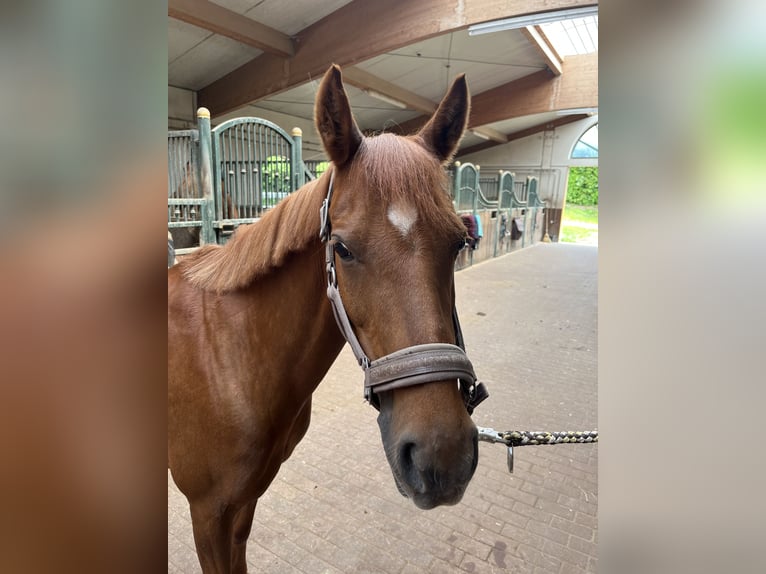 Deutsches Reitpony Stute 10 Jahre 144 cm Dunkelfuchs in Gro&#xDF;enl&#xFC;der