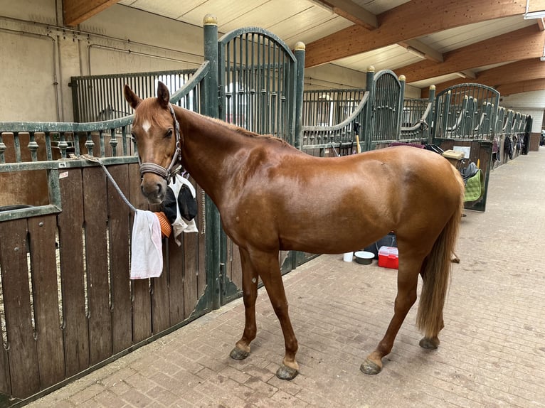 Deutsches Reitpony Stute 10 Jahre 144 cm Dunkelfuchs in Gro&#xDF;enl&#xFC;der