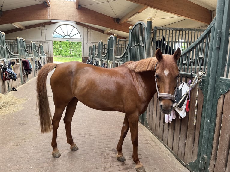 Deutsches Reitpony Stute 10 Jahre 144 cm Dunkelfuchs in Gro&#xDF;enl&#xFC;der