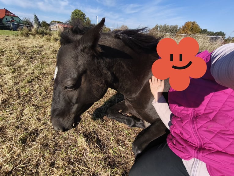 Deutsches Reitpony Stute 10 Jahre 144 cm Rappe in Vogtshagen