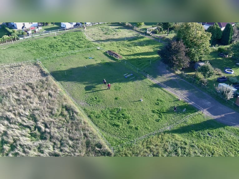 Deutsches Reitpony Stute 10 Jahre 144 cm Rappe in Vogtshagen