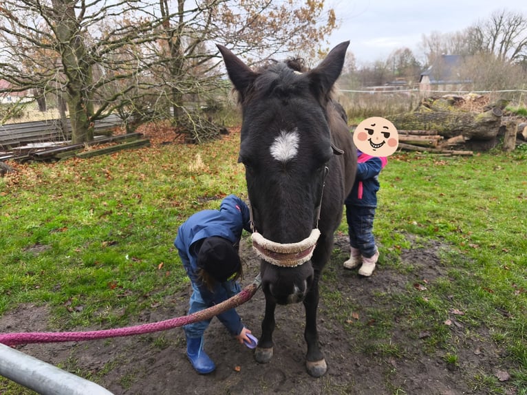 Deutsches Reitpony Stute 10 Jahre 144 cm Rappe in Vogtshagen