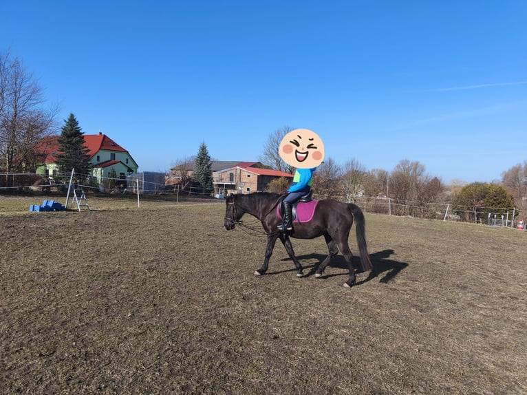 Deutsches Reitpony Stute 10 Jahre 144 cm Rappe in Vogtshagen