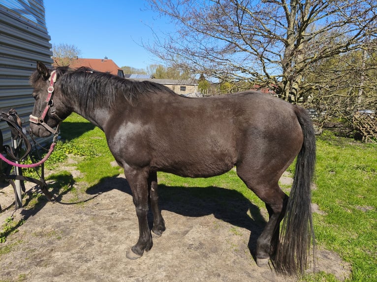 Deutsches Reitpony Stute 10 Jahre 144 cm Rappe in Vogtshagen