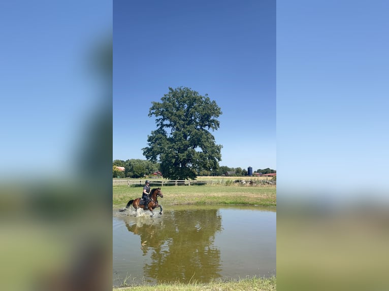 Deutsches Reitpony Stute 10 Jahre 145 cm Brauner in Ehrenburg