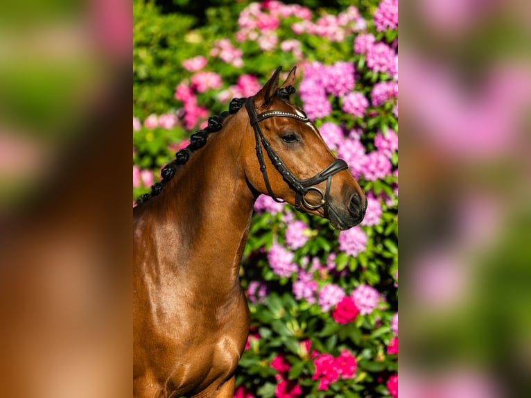 Deutsches Reitpony Stute 10 Jahre 145 cm Brauner in Soltau