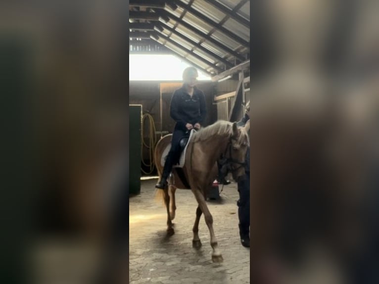 Deutsches Reitpony Stute 10 Jahre 145 cm in Gro&#xDF;enw&#xF6;rden