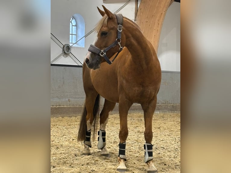 Deutsches Reitpony Stute 10 Jahre 145 cm Fuchs in S&#xFC;derl&#xFC;gum