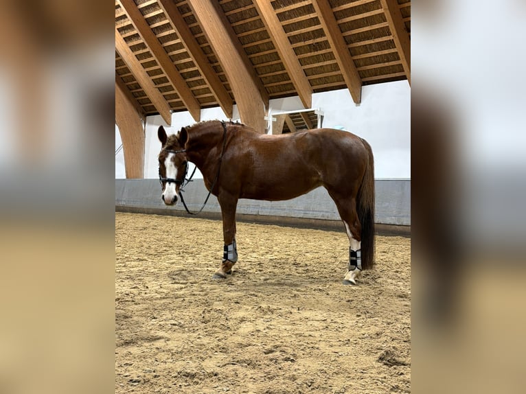 Deutsches Reitpony Stute 10 Jahre 145 cm Fuchs in S&#xFC;derl&#xFC;gum
