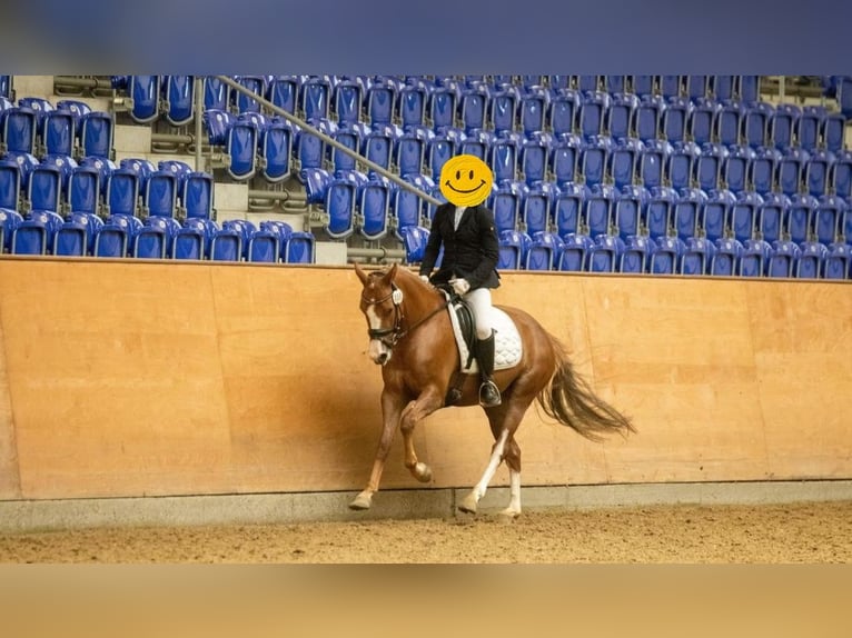Deutsches Reitpony Stute 10 Jahre 145 cm Fuchs in S&#xFC;derl&#xFC;gum