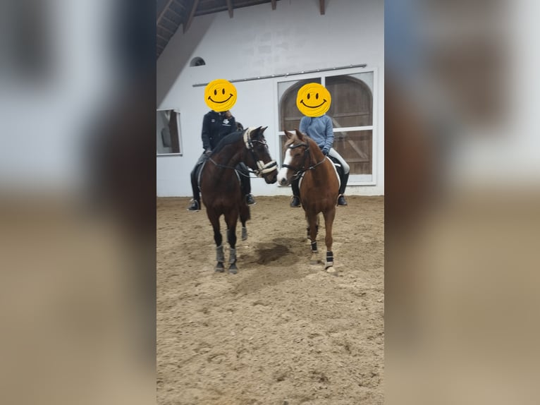 Deutsches Reitpony Stute 10 Jahre 145 cm Fuchs in S&#xFC;derl&#xFC;gum