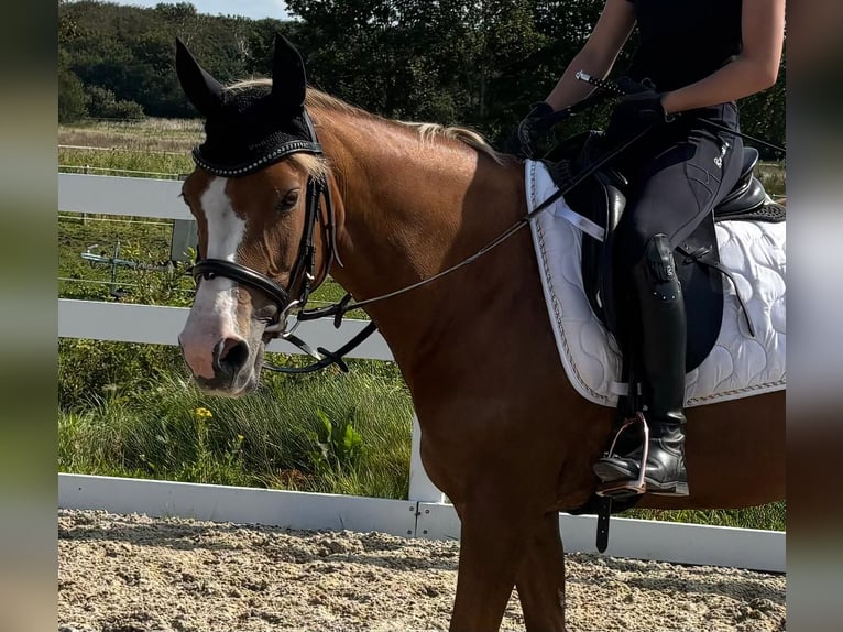 Deutsches Reitpony Stute 10 Jahre 145 cm Fuchs in S&#xFC;derl&#xFC;gum