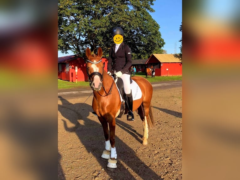 Deutsches Reitpony Stute 10 Jahre 145 cm Fuchs in S&#xFC;derl&#xFC;gum
