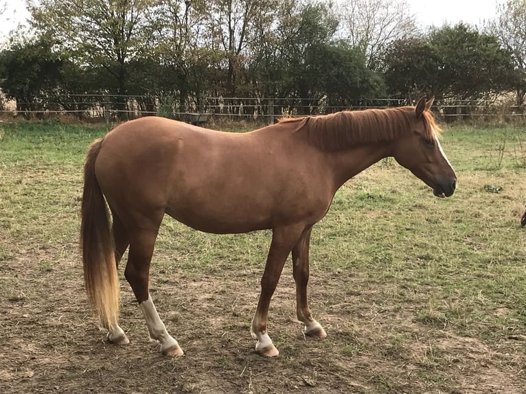 Deutsches Reitpony Stute 10 Jahre 145 cm Fuchs in Krefeld