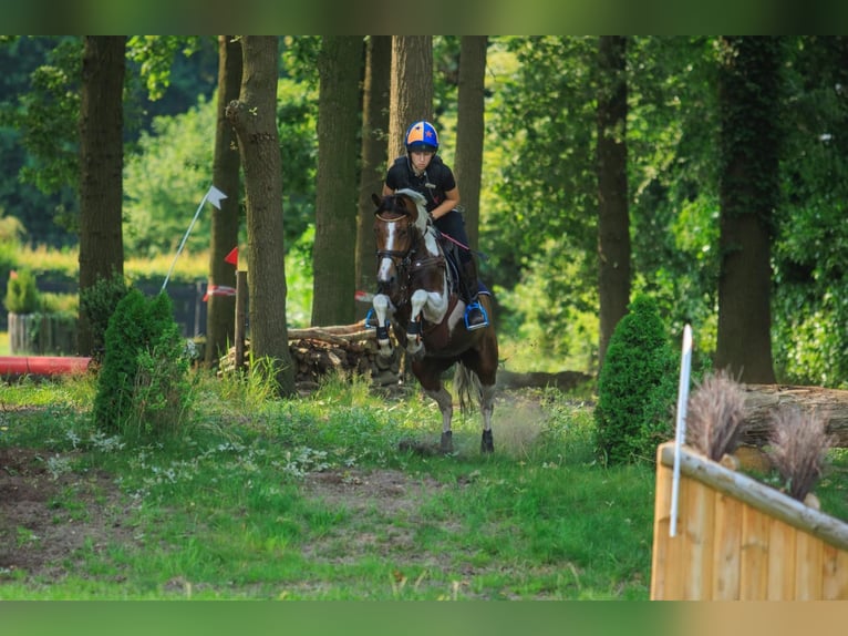 Deutsches Reitpony Stute 10 Jahre 145 cm Schecke in Oirschot