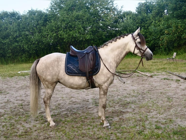 Deutsches Reitpony Stute 10 Jahre 145 cm Schimmel in Tirschenreuth