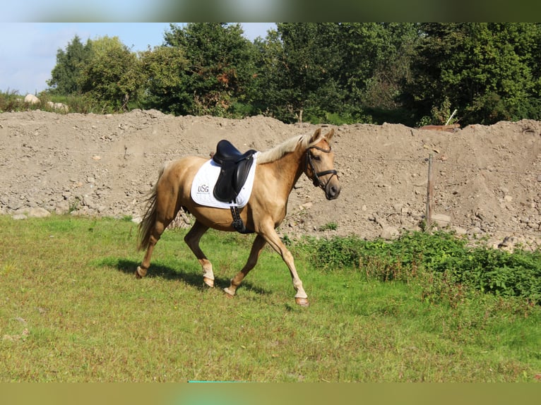 Deutsches Reitpony Stute 10 Jahre 145 cm in Gro&#xDF;enw&#xF6;rden